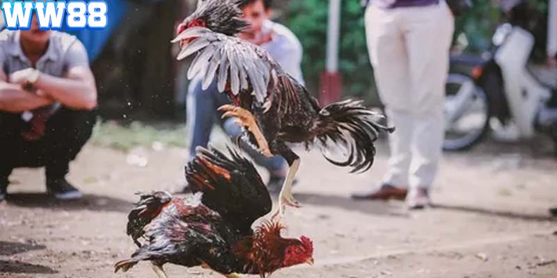 Bạn sẽ được xem chọi gà trực tiếp với video Full HD